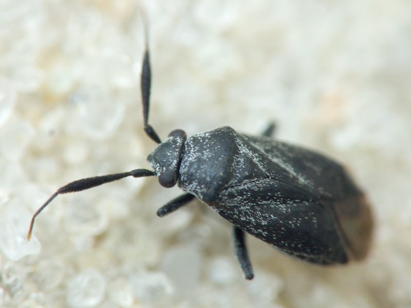 Heterocordylus genistae (Scopoli, 1763)